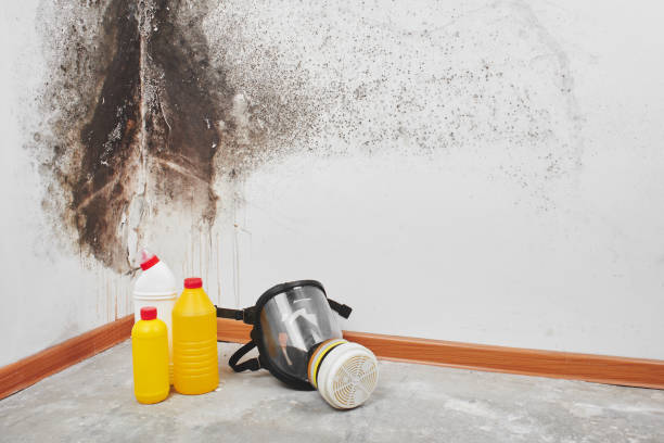 Best Residential Mold Removal  in Upper Brookville, NY