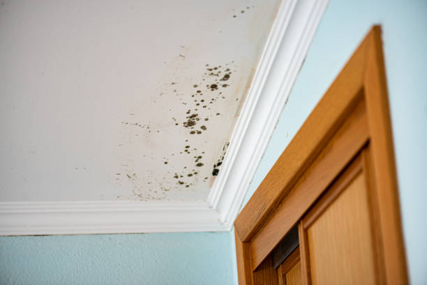 Best Toxic Mold Removal  in Upper Brookville, NY