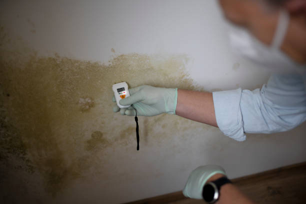 Best Professional Mold Removal  in Upper Brookville, NY
