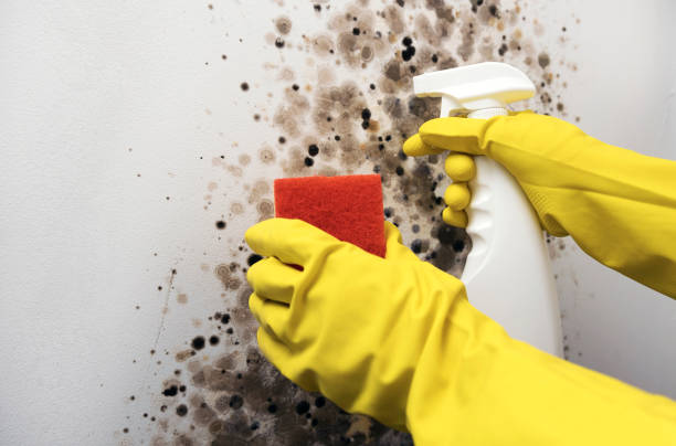 Best Fast Mold Removal  in Upper Brookville, NY