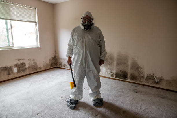 Best Attic Mold Removal  in Upper Brookville, NY