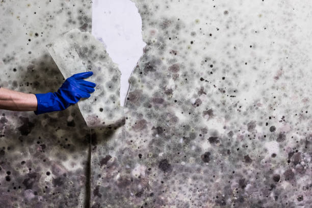 Best Mold Testing  in Upper Brookville, NY