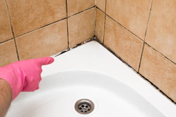 Best Affordable Mold Removal  in Upper Brookville, NY